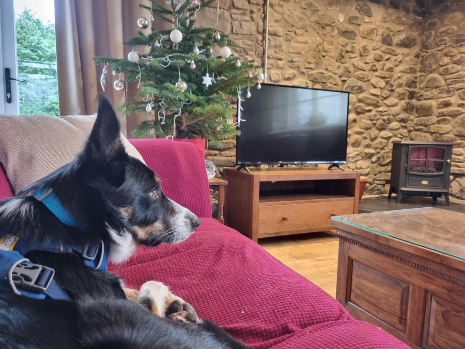 Pippin Lodge Llanwrda Buitenkant foto